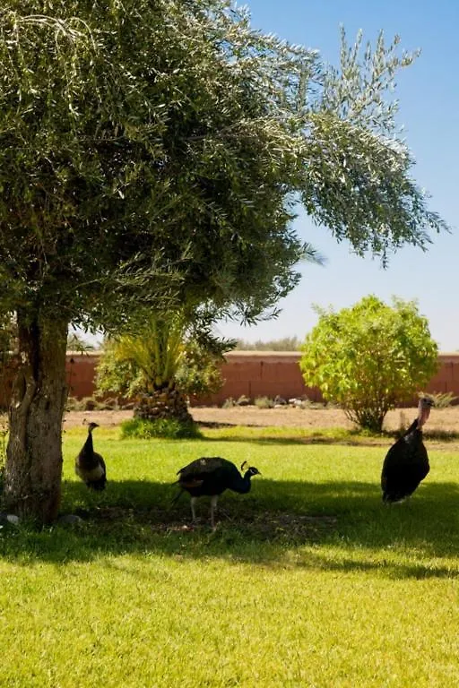Bed & Breakfast La Villa Kacy Marrakesh